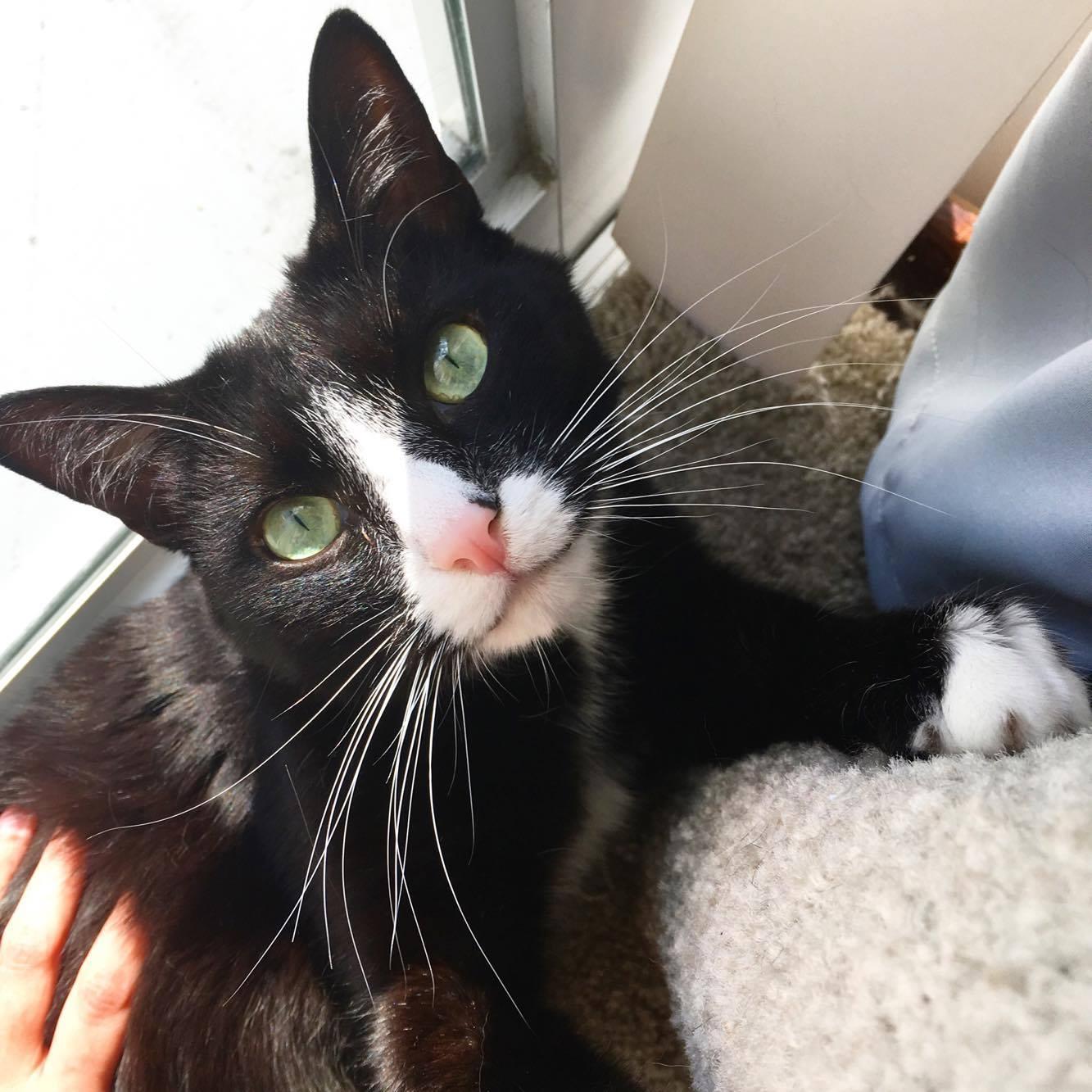 Warhammer,  or Hammie the "shy" one of our kitties