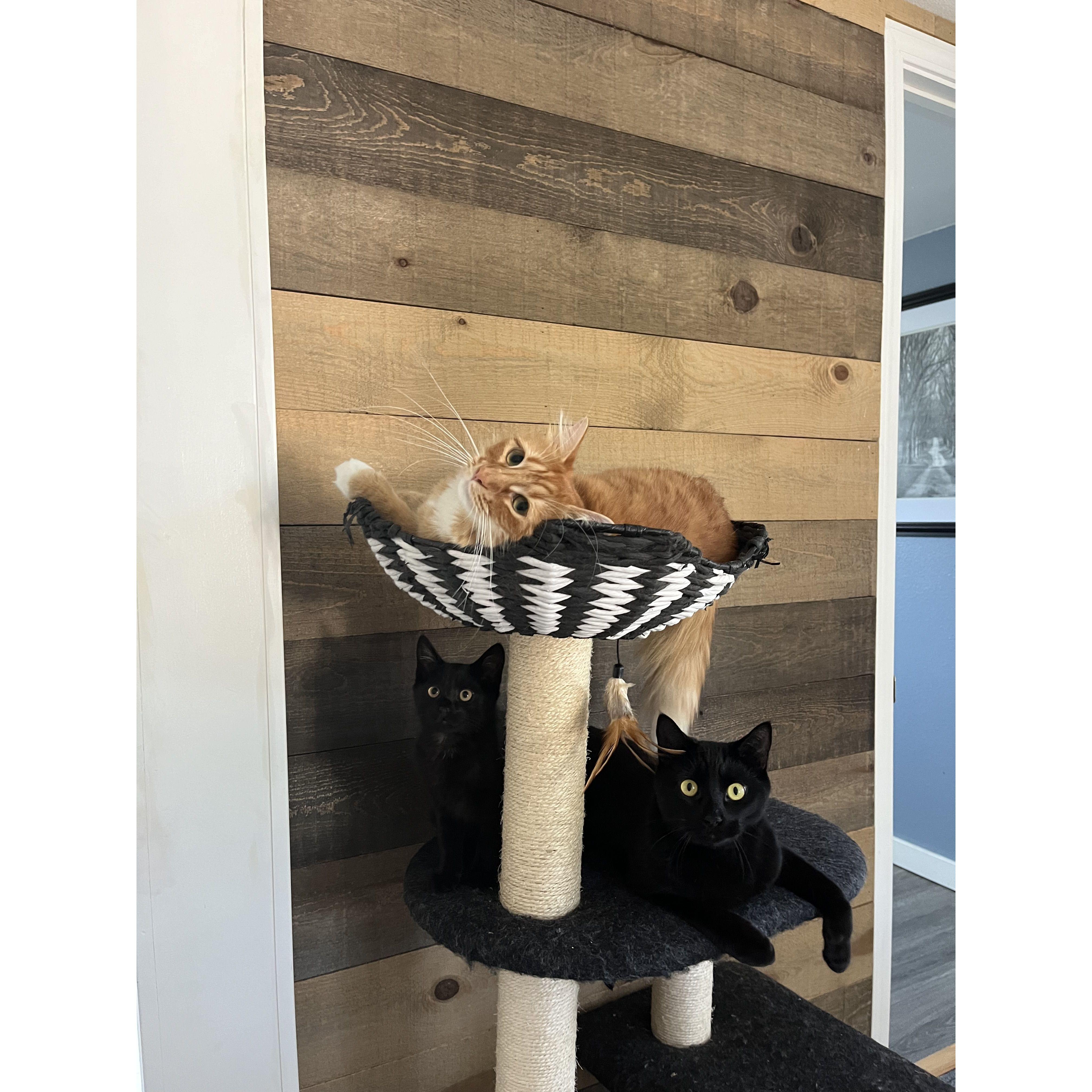 Shirley, Vinny, and Mr. Coal