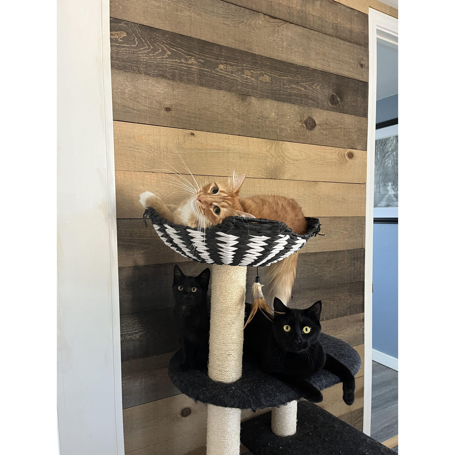 Shirley, Vinny, and Mr. Coal