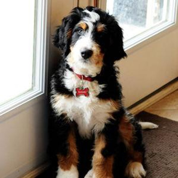 Dog fund!