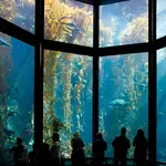 Monterey Bay Aquarium