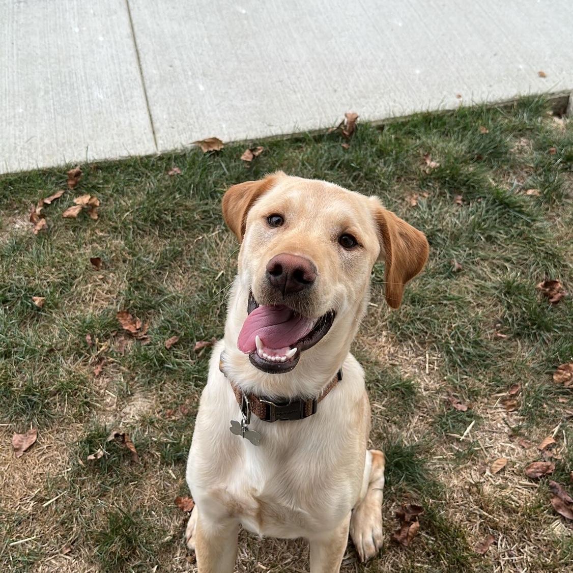 Mr. Brutus Lee