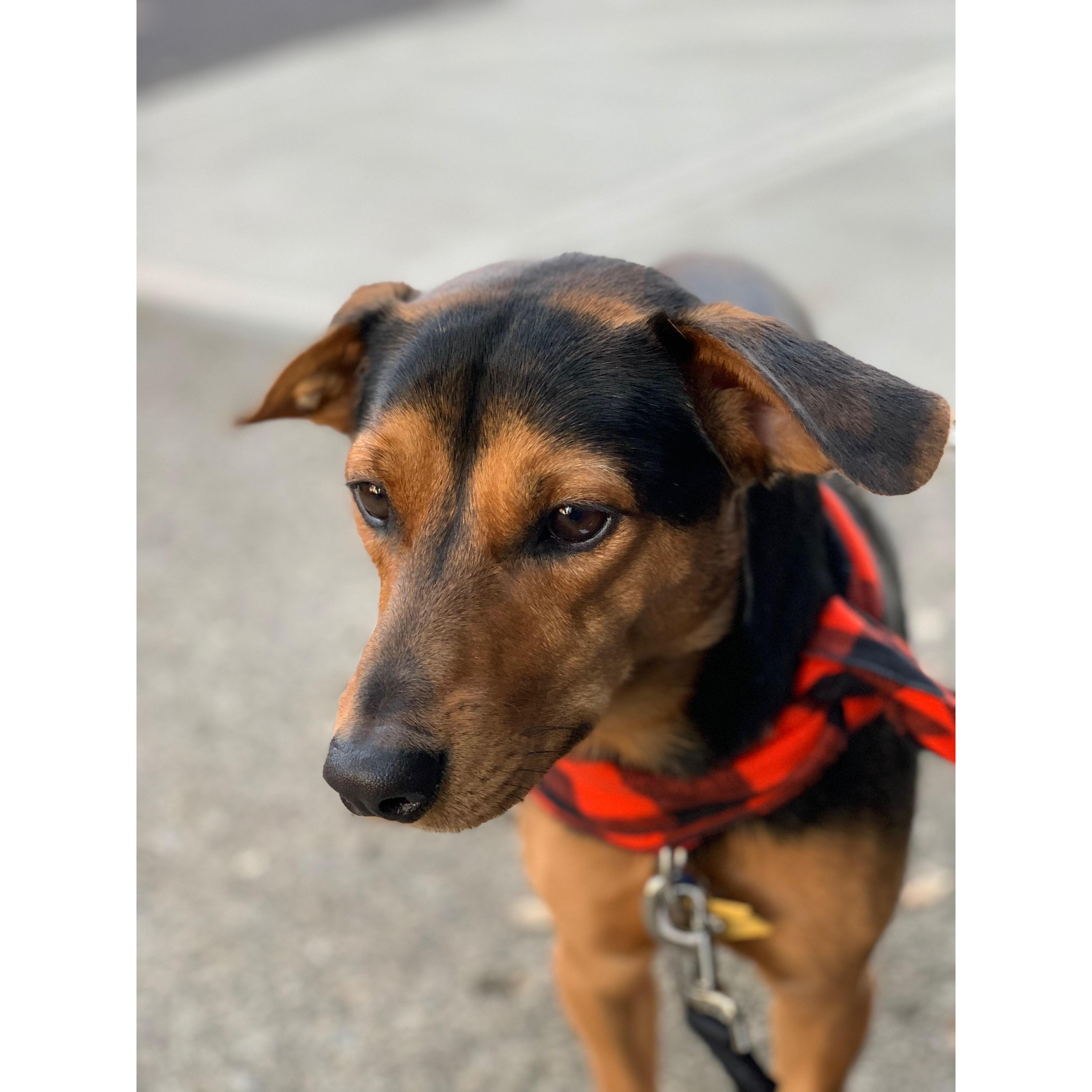 Our fur baby, Wesley.