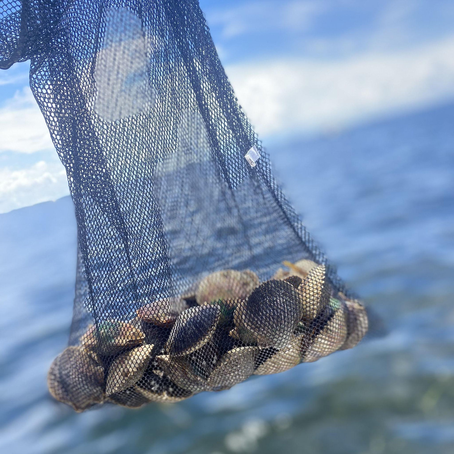 Our first time scalloping together September 2025