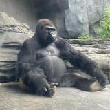 Omaha's Henry Doorly Zoo and Aquarium