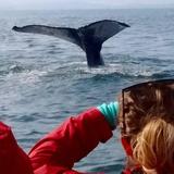 Whale Watching!