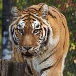 Connecticut's Beardsley Zoo