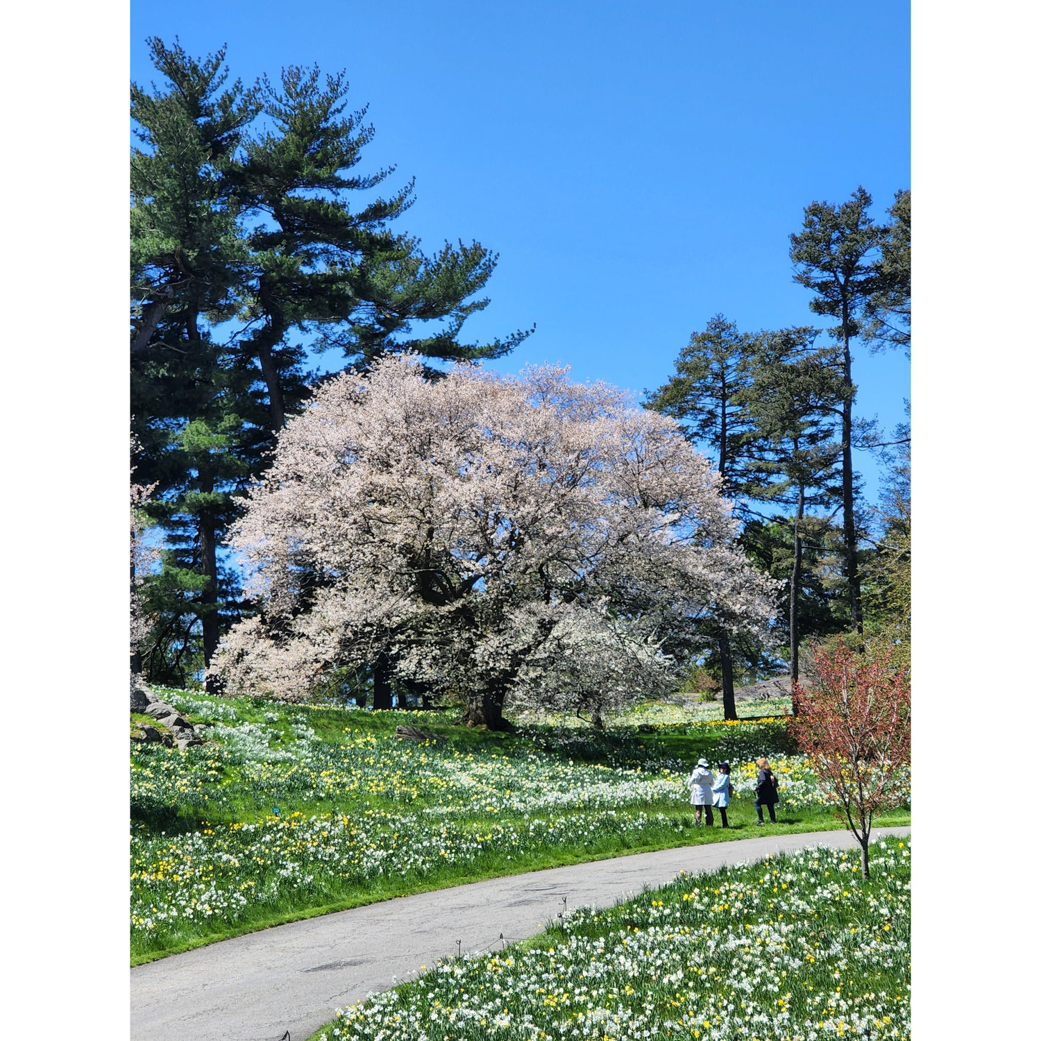 This is the tree where Alexander proposed to Shaila on April 20, 2022