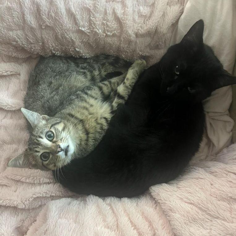 Honorary photo of our cats #2