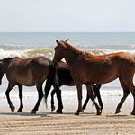 Corolla Wild Horse Tours