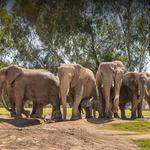 San Diego Zoo