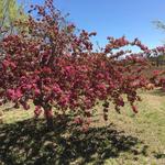 Lubbock Memorial Arboretum