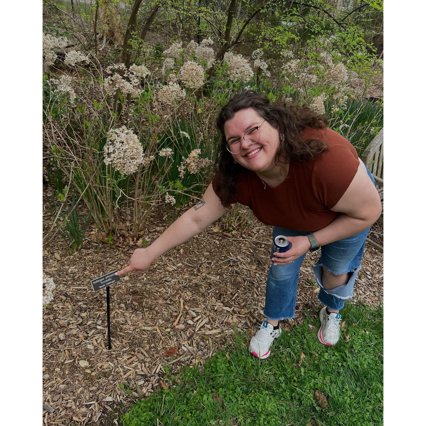 Annabelle Hydrangeas