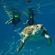 Snorkeling Excursion with Sea Turtles