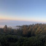 Byrne-Milliron Forest