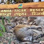 Kanha Tiger reserve