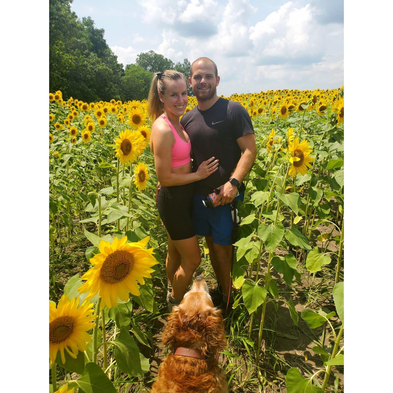Quick stop at the Sunflower field on the way back from camping