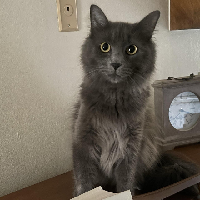 Earl Grey’s hair tie fund