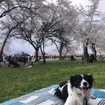 Tidal Basin
