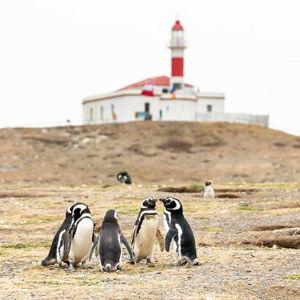 Magdalena Island Walk with Penguins & Boat Tour