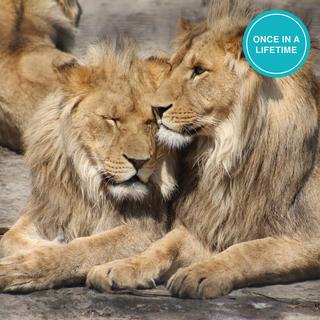 Ultimate Insider Experience at the Zoo - San Francisco