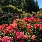 International Rose Test Garden
