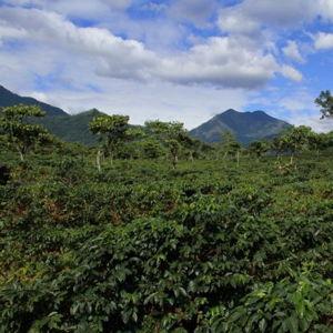 Coffee Farm Day Trip
