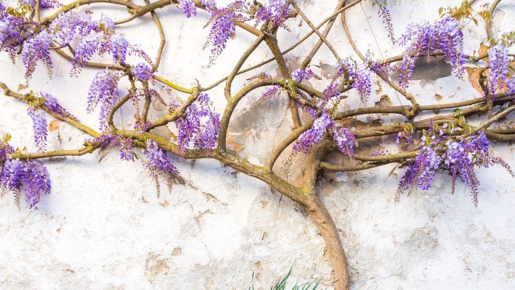 The Wedding Website of Alyssa Rosado and John Zhang