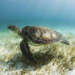 Snorkeling with Sea Turtles of Akumal