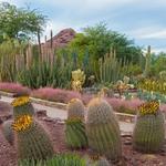 Desert Botanical Garden