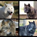 Saint Francis Wolf Sanctuary