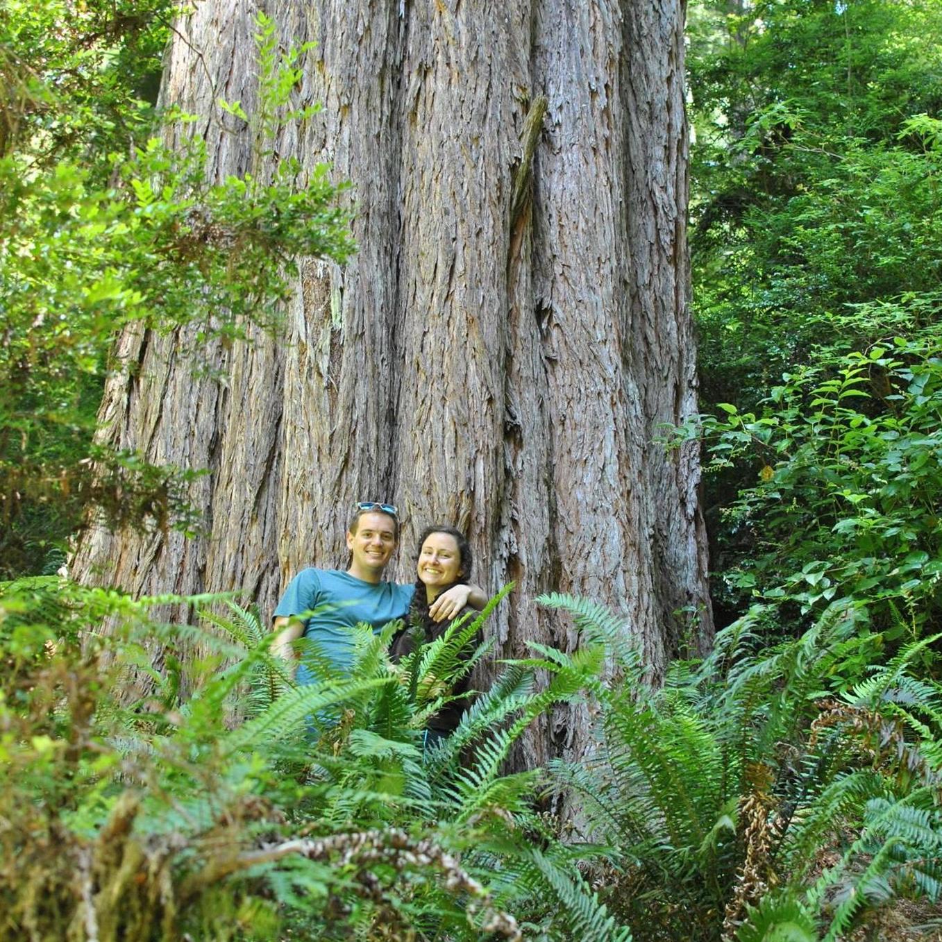 Redwood National Forest, CA