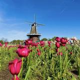 Windmill Island