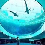 Phillip & Patricia Frost Museum of Science