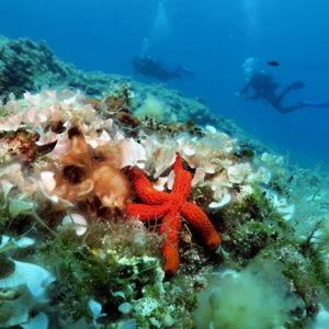 Scuba Diving on our Honeymoon