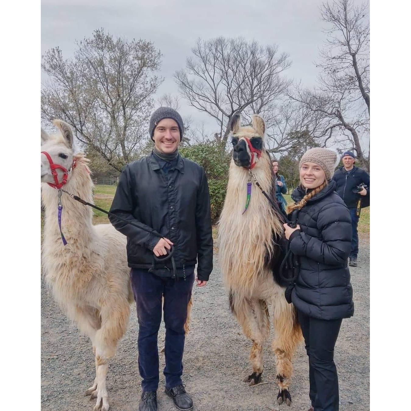 Oleg organized this llama walk for us one day, which catered to Katya's love for animals (Somewhere in Virginia, November, 2019).