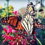 South Texas Botanical Gardens & Nature Center