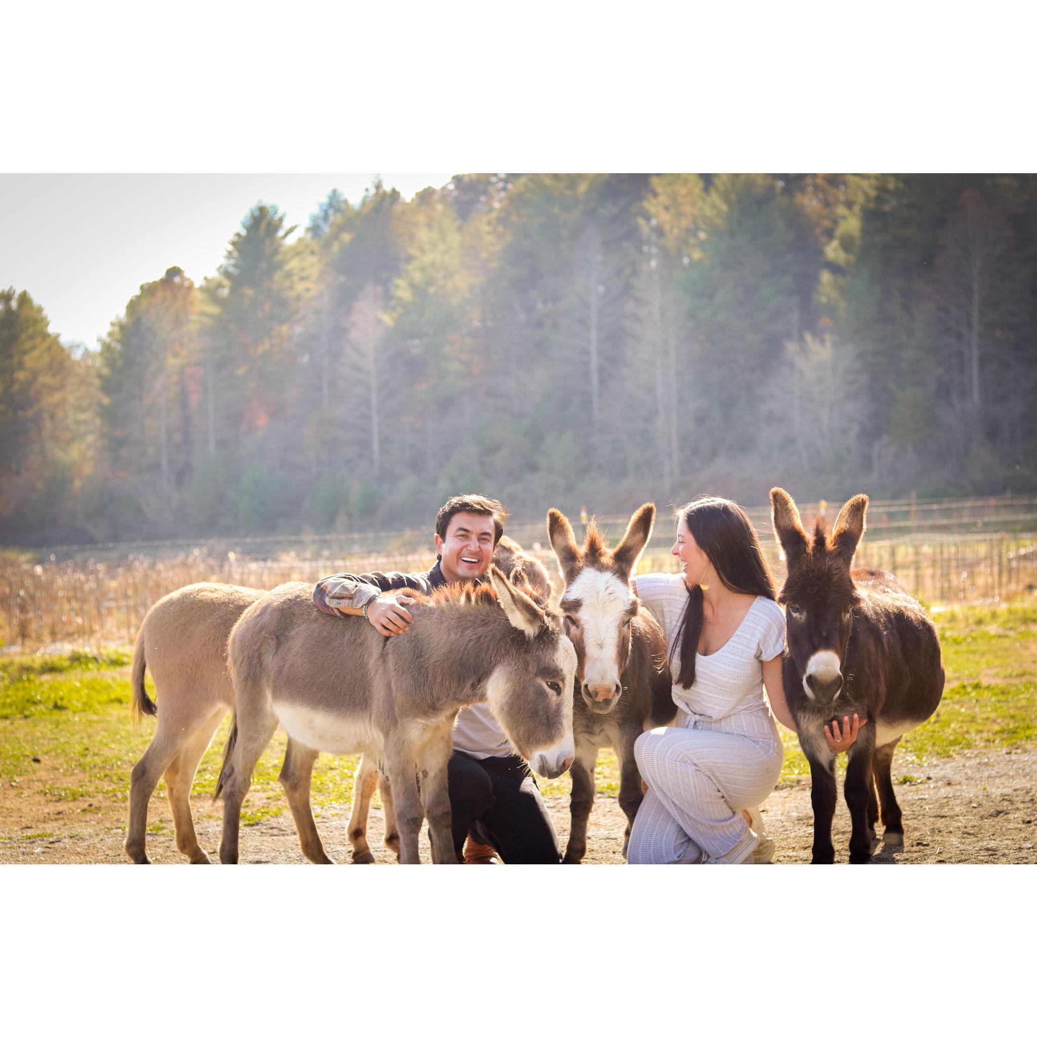 Jose arranged for us to take professional photos with the donkeys as part of our proposal day!
