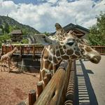 Cheyenne Mountain Zoo