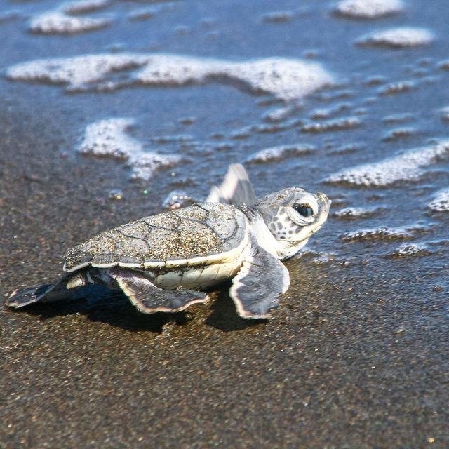 Costa Rica Turtles Birth Tour by VEBO®
