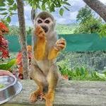 Monkeyland