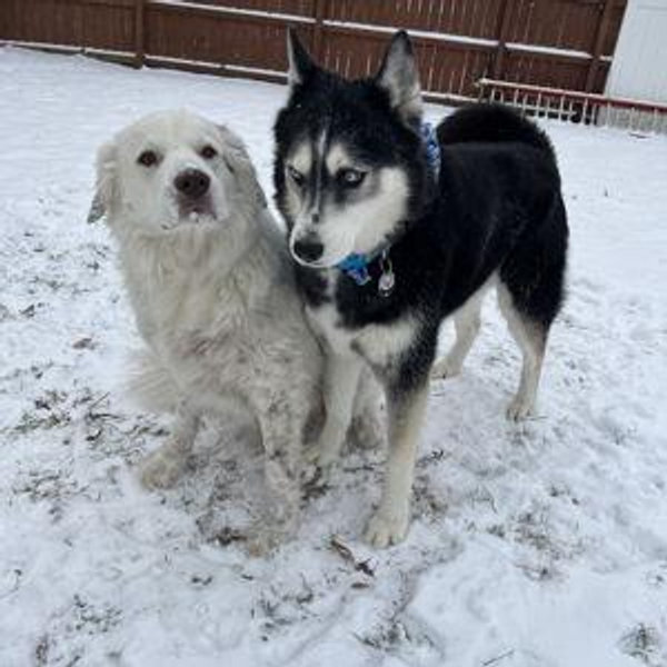 Koda and Moose Treat Fund