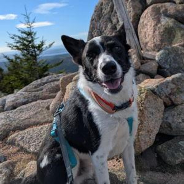 Year's Supply Of Pet Treats