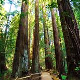Muir Woods National Monument