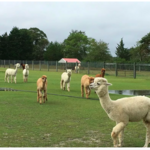 Silver Fox Farm Alpacas