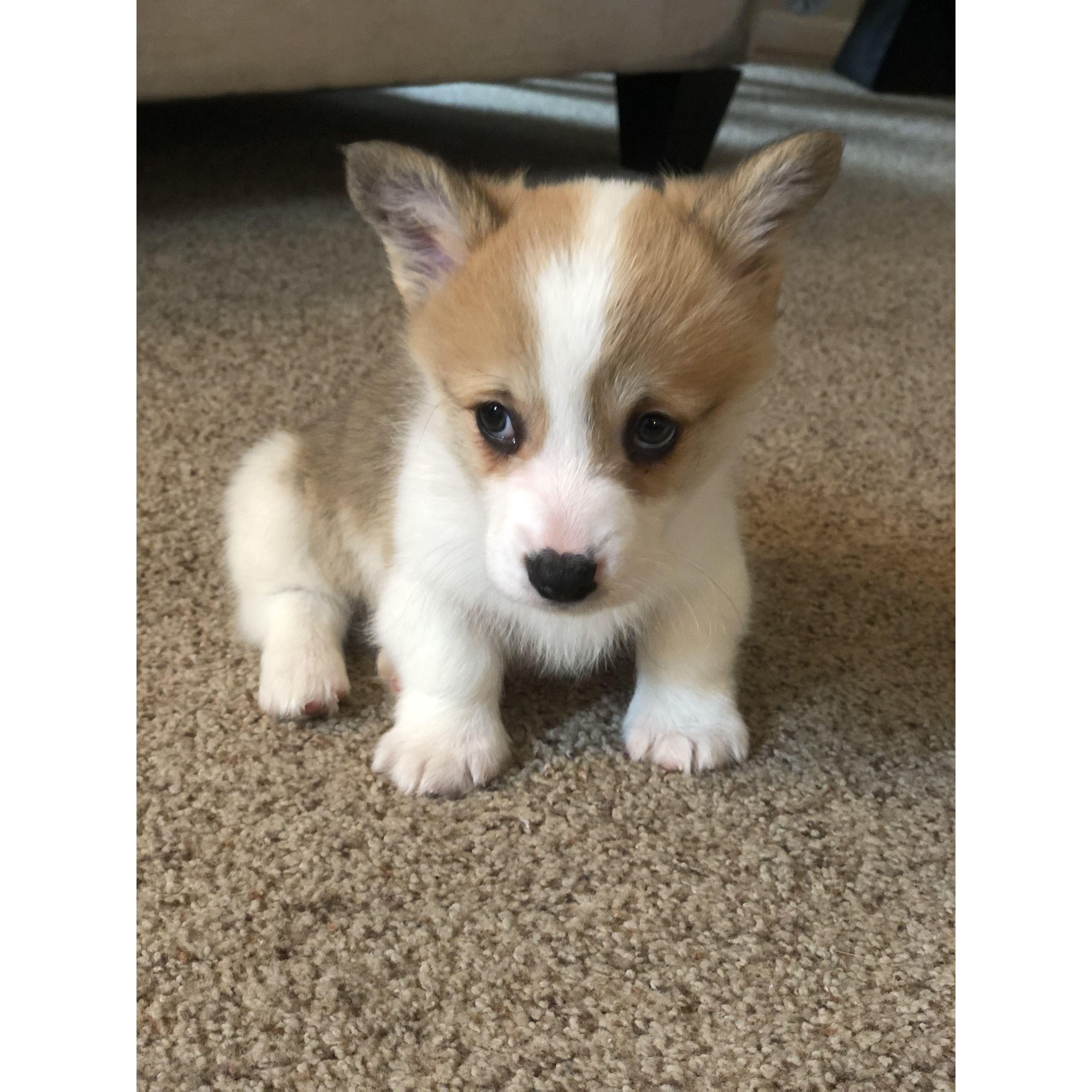 Our baby boy Potato. Carissa got Potato one day before our first date together and brought him with! - December 2019