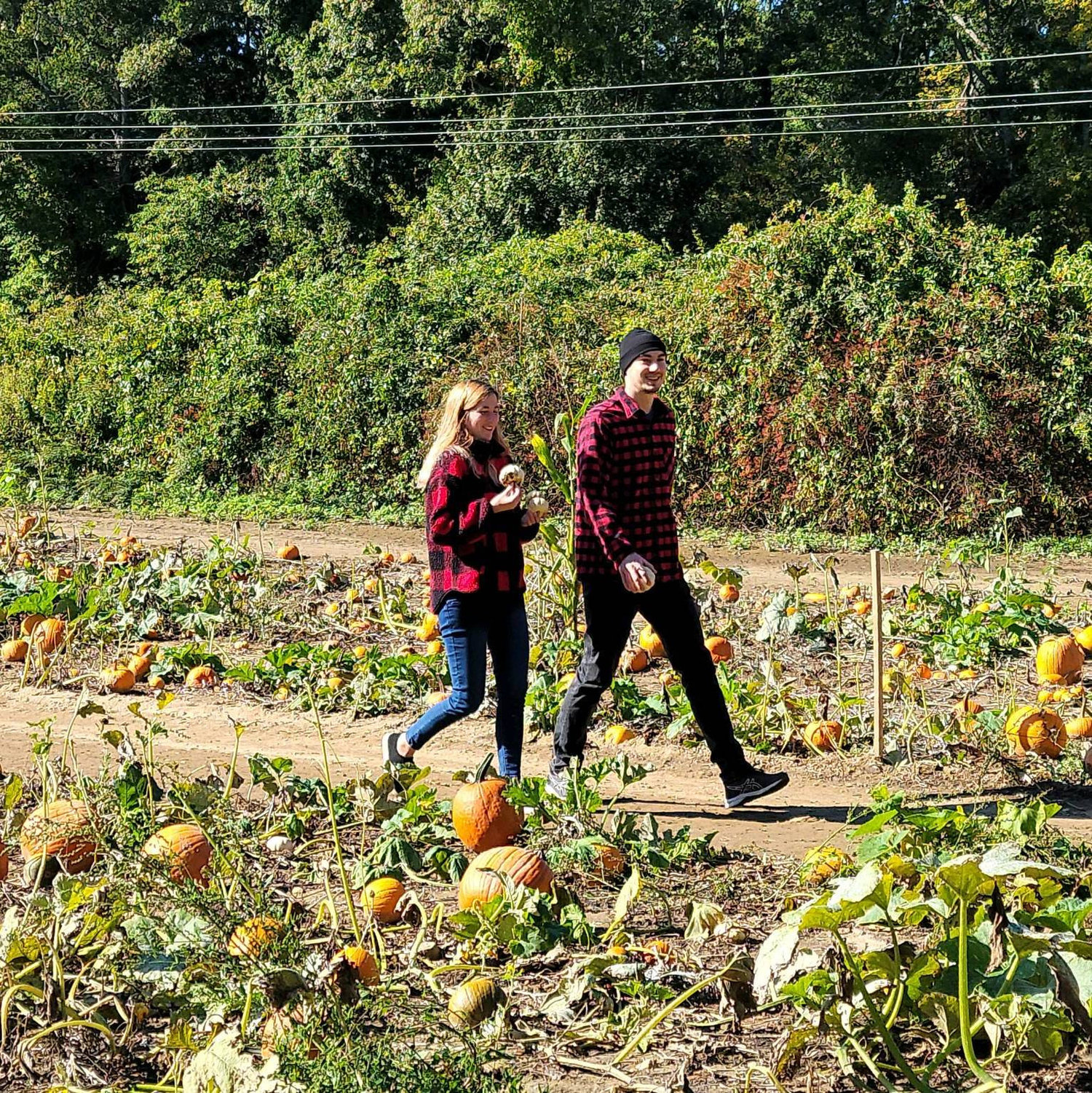 Pumpkin Picking on Cape Cod!