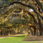 Boone Hall Plantation & Gardens