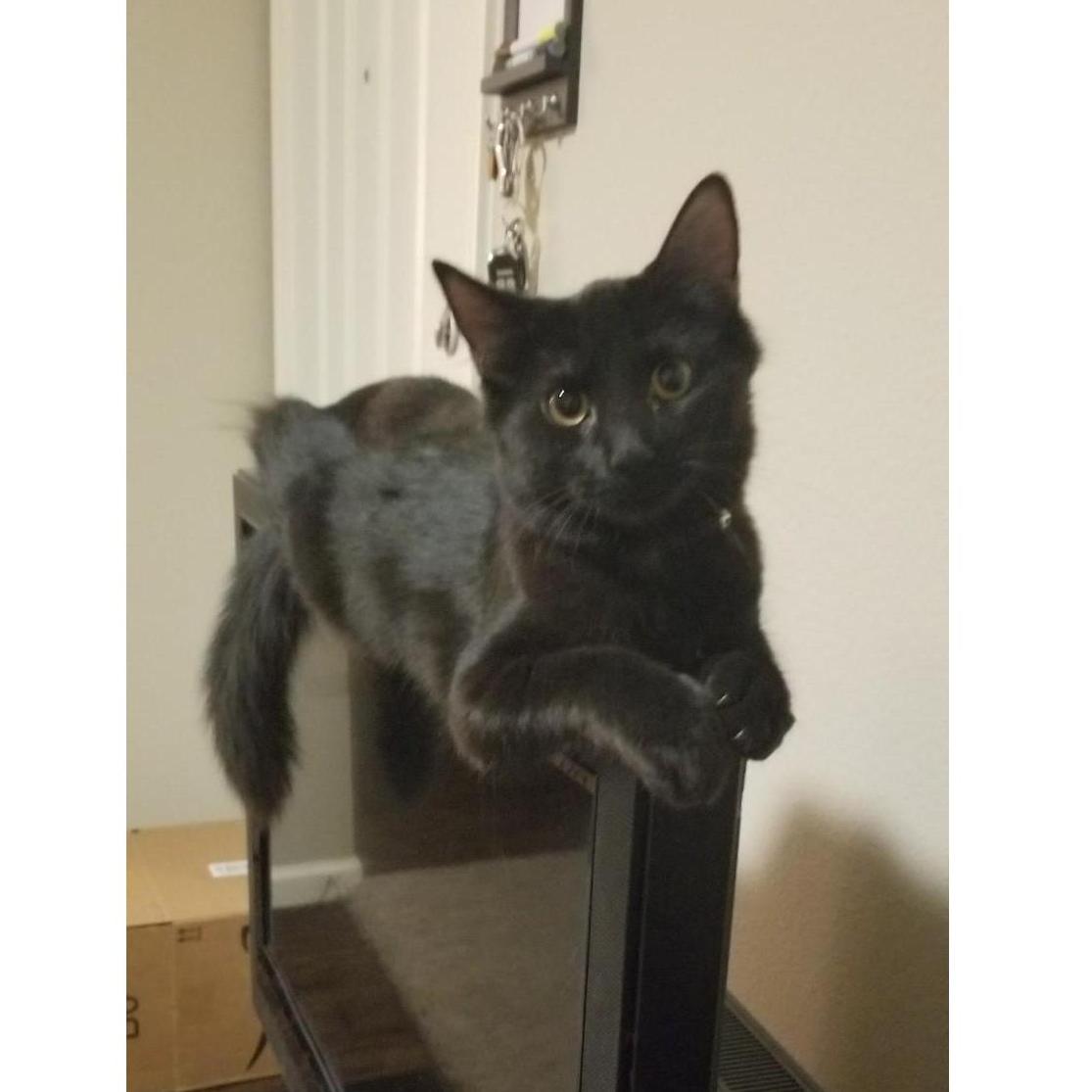 Lounging Luna