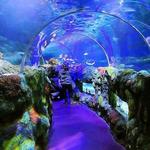 SEA LIFE Charlotte-Concord